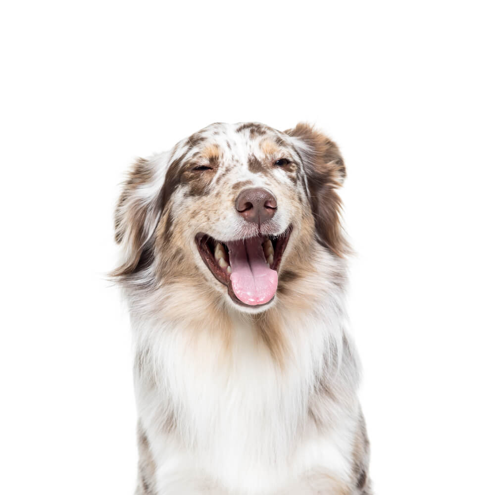 Lachende hond